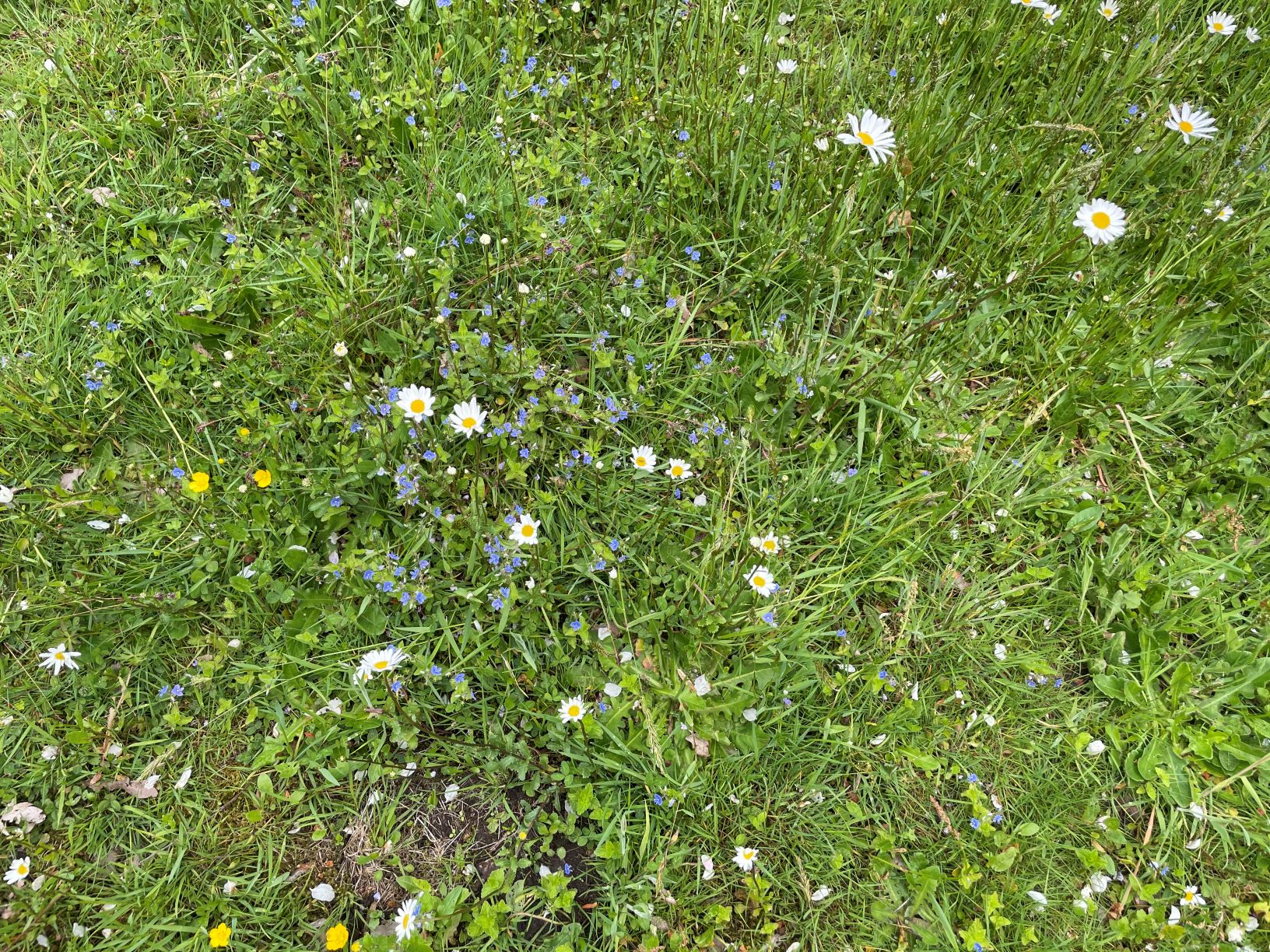 Afbeelding van je resultaat