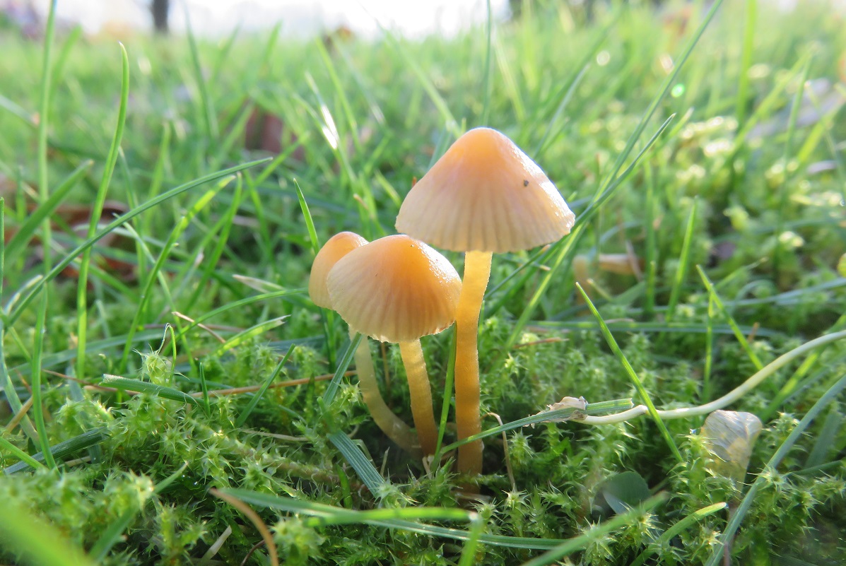 Afbeelding van je resultaat